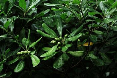 《空之轨迹 the 1st》新细节情报 高速模式游玩更流畅